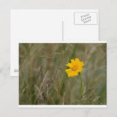 Lanceleaf Coreopsis Briefkaart (Voorkant / Achterkant)