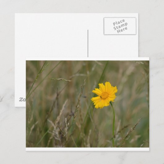 Lanceleaf Coreopsis Briefkaart (Voorkant / Achterkant)