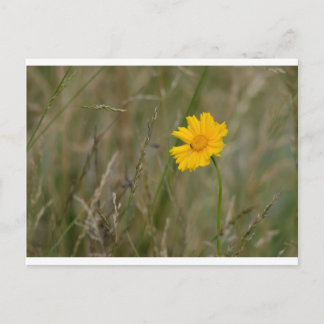 Lanceleaf Coreopsis Briefkaart
