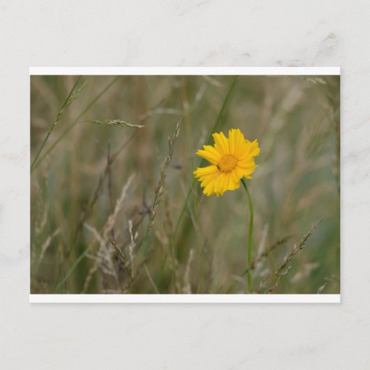 Lanceleaf Coreopsis Briefkaart (Voorkant)
