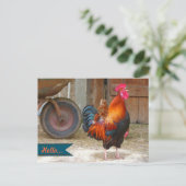 Land Barnyard Rooster Fotografie Briefkaart (Staand voorkant)