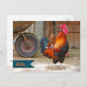 Land Barnyard Rooster Fotografie Briefkaart (Voorkant / Achterkant)