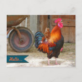Land Barnyard Rooster Fotografie Briefkaart (Voorkant)