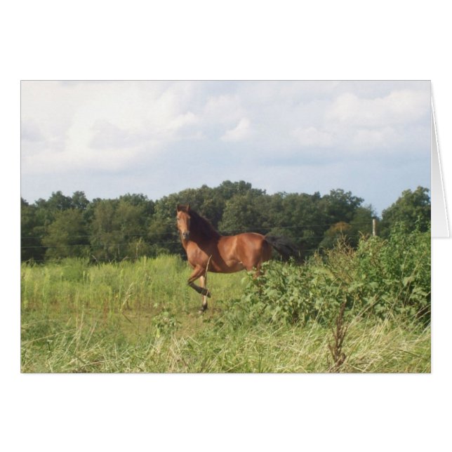 Land Boerderij Paarden (Voorkant Horizontaal)