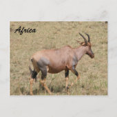 land briefkaart (Voorkant)