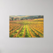 Land Californische wijn Canvas Afdruk (Voorkant)