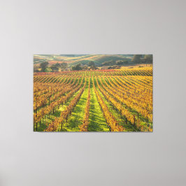 Land Californische wijn Canvas Afdruk