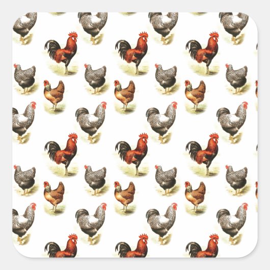 Land Chicken Pattern Vierkante Sticker (Voorkant)
