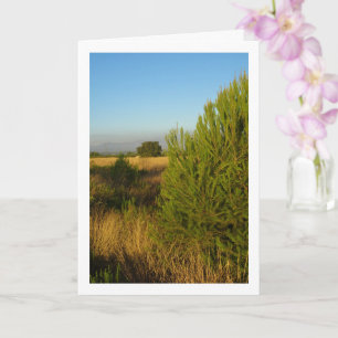 Land dennenbomen kaart