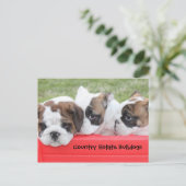 Land Estate Bulldogs Puppy Wagon Briefkaart (Staand voorkant)