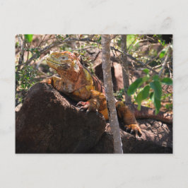 Land Iguana, Noord-Seymour Island, Galapagos Briefkaart