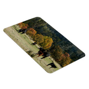 Land in de Herfst... Magneet