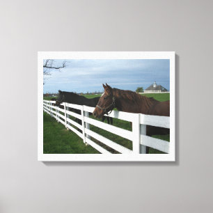 Land Kentucky Horse Canvas Afdruk