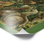 Land Molluscs Slakken  1904 Afdrukken Foto Afdruk (Hoek)