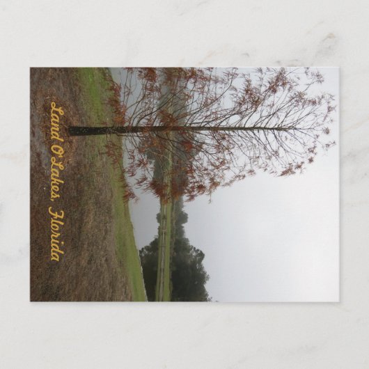 Land O"Lakes Lake Scene Briefkaart (Voorkant)