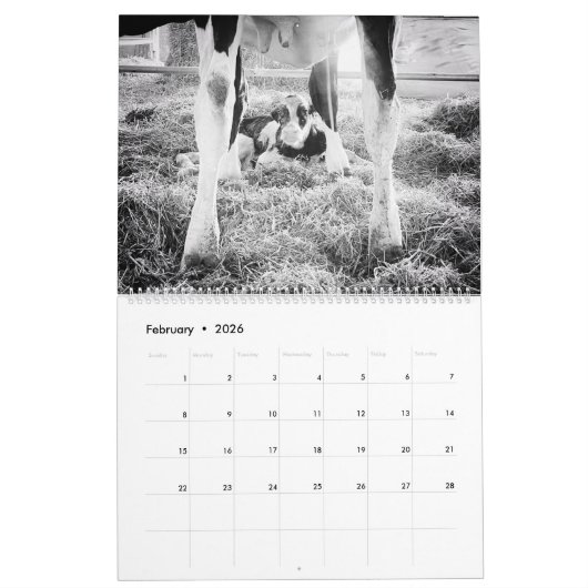 Land Pixs Koe Kalender 2024 (Feb 2026)