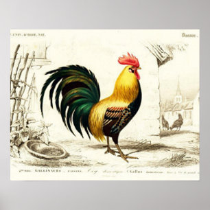 Land Rooster  huiswanddecor Poster