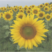 Land Rustige Zonnebloemen Oogst Sticker (Voorkant)