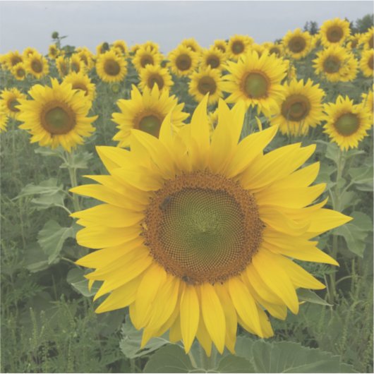 Land Rustige Zonnebloemen Oogst Sticker (Voorkant)