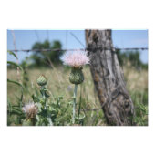 Land Thistle Foto Afdruk (Voorkant)