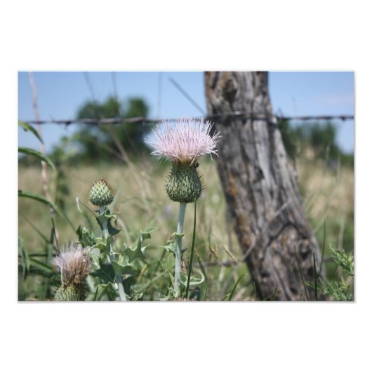 Land Thistle Foto Afdruk (Voorkant)