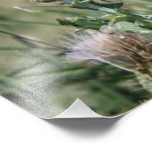 Land Thistle Foto Afdruk (Hoek)