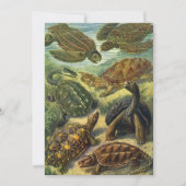 Land Tortoise Zee Schildpadden van Ernst Haeckel (Voorkant)