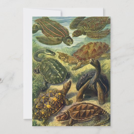  Land Tortoise Zee Schildpadden van Ernst Haeckel (Voorkant)