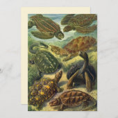 Land Tortoise Zee Schildpadden van Ernst Haeckel (Voorkant / Achterkant)