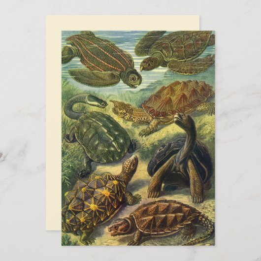 Land Tortoise Zee Schildpadden van Ernst Haeckel (Voorkant / Achterkant)