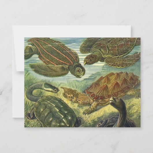  Land Tortoise Zee Schildpadden van Ernst Haeckel (Voorkant)