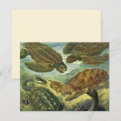 Land Tortoise Zee Schildpadden van Ernst Haeckel (Voorkant / Achterkant)