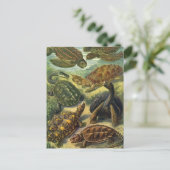 Land Tortoise Zee Schildpadden van Ernst Haeckel Briefkaart (Staand voorkant)