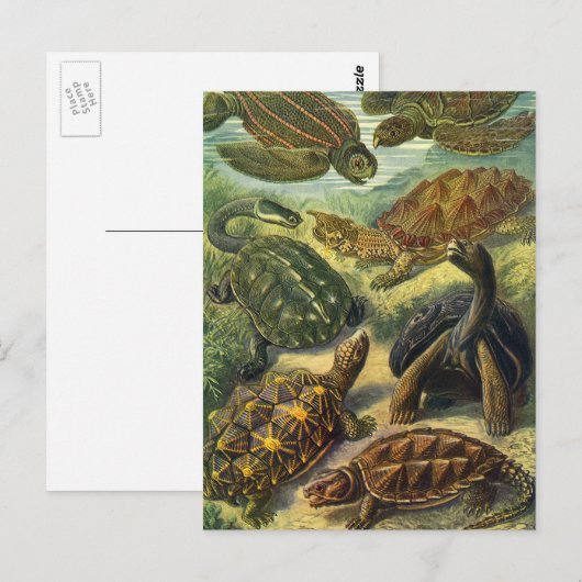  Land Tortoise Zee Schildpadden van Ernst Haeckel Briefkaart (Voorkant / Achterkant)