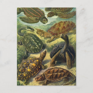 Land Tortoise Zee Schildpadden van Ernst Haeckel Briefkaart