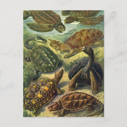 Land Tortoise Zee Schildpadden van Ernst Haeckel Briefkaart (Voorkant)