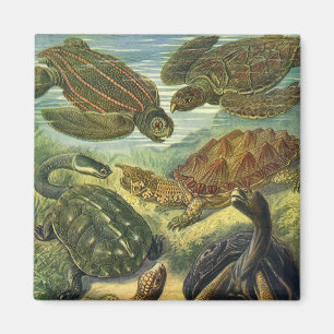 Land Tortoise Zee Schildpadden van Ernst Haeckel Magneet