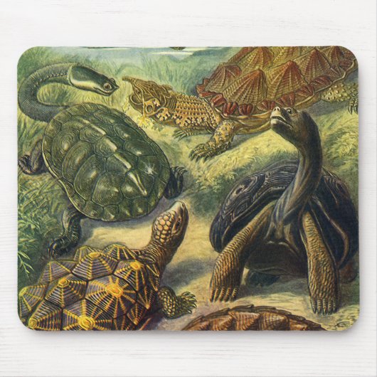 Land Tortoise Zee Schildpadden van Ernst Haeckel Muismat (Voorkant)