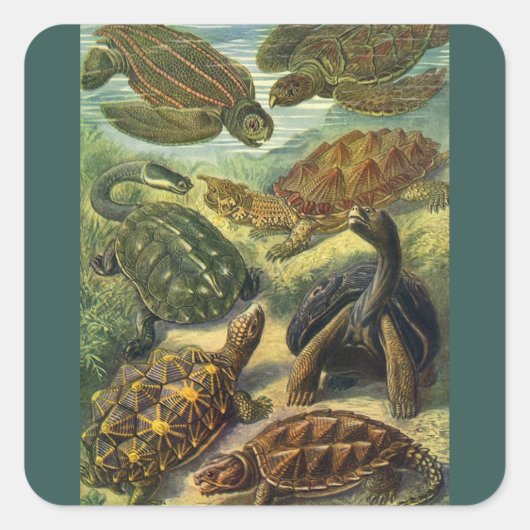 Land Tortoise Zee Schildpadden van Ernst Haeckel Vierkante Sticker (Voorkant)
