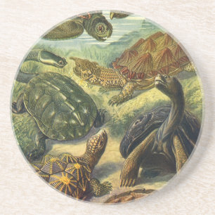 Land Tortoise Zee Schildpadden van Ernst Haeckel Zandsteen Onderzetter