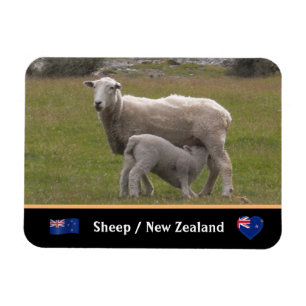 Land van lammeren en schapen/Nieuw-Zeeland Magneet