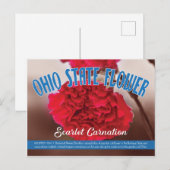 Landbloemkool Ohio de Scarlet-anjer Briefkaart (Voorkant / Achterkant)