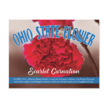 Landbloemkool Ohio de Scarlet-anjer