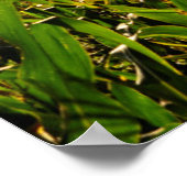 Landbouw Brazilië Poster (Hoek)