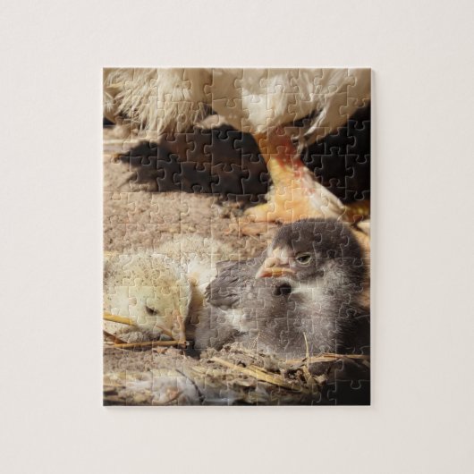 landbouw, dier, kunst, baby, snavel, vogel, legpuzzel (Verticaal)
