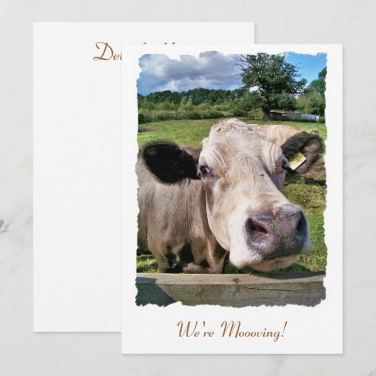 LANDBOUWDIEREN, AANkondiging KOE CUTE (Voorkant / Achterkant)