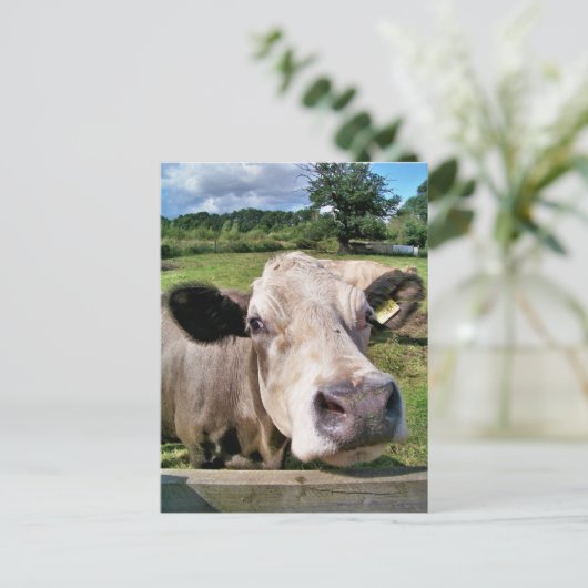 LANDBOUWDIEREN, KOE VAN KUSTSTSTOFFEN BRIEFKAART (Staand voorkant)