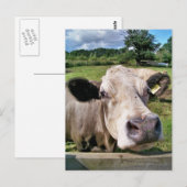 LANDBOUWDIEREN, KOE VAN KUSTSTSTOFFEN BRIEFKAART (Voorkant / Achterkant)