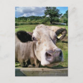 LANDBOUWDIEREN, KOE VAN KUSTSTSTOFFEN BRIEFKAART (Voorkant)