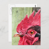 LANDBOUWDIEREN, ROOSTER BRIEFKAART (Voorkant / Achterkant)